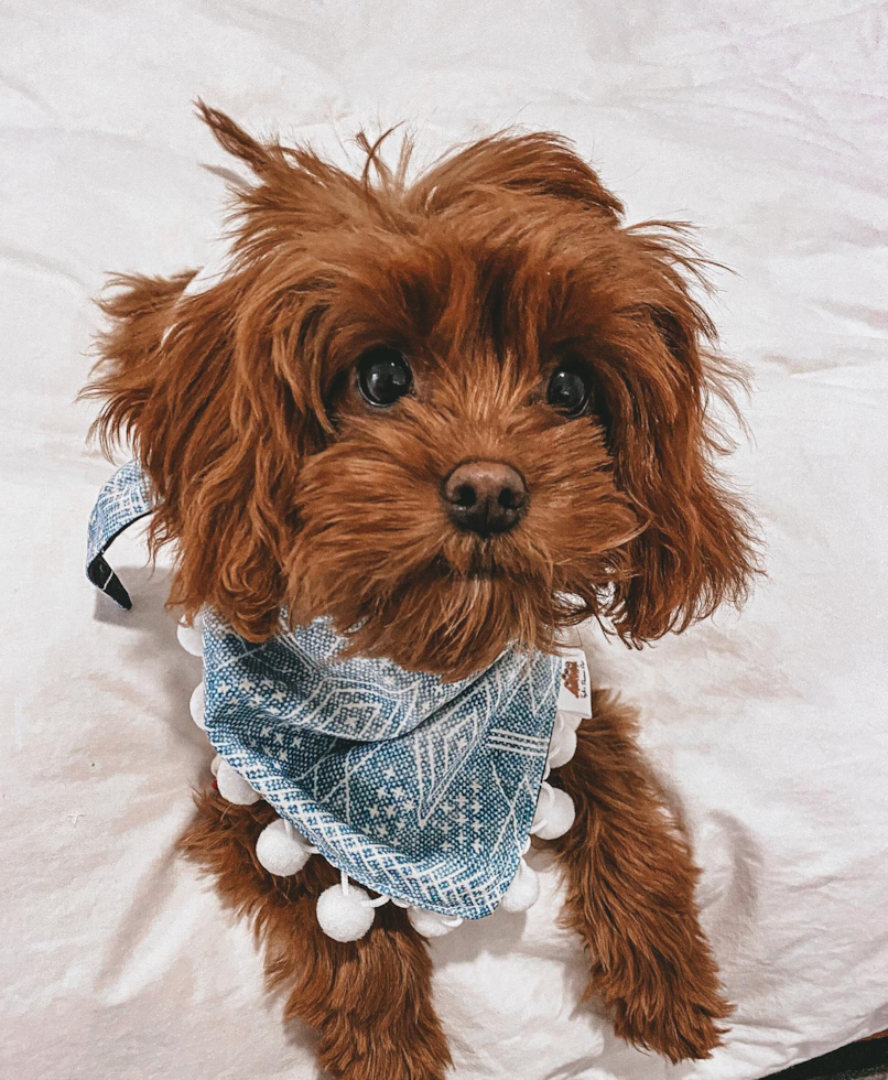 Little Cavoodle Poodle Mix Pup