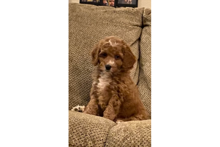 Funny Mini Goldendoodle Poodle Mix Pup