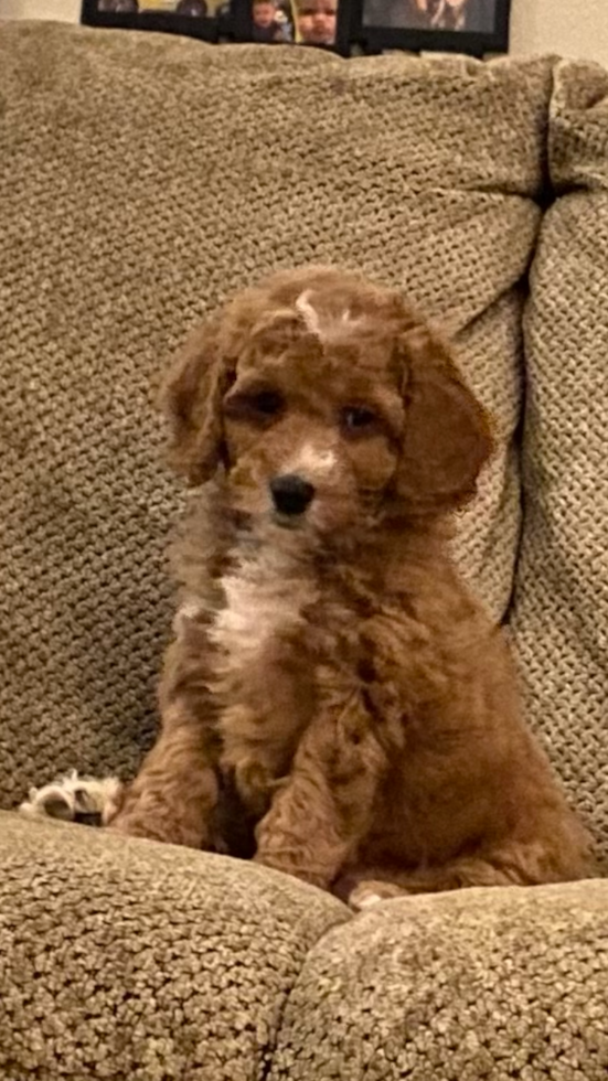 Bakersfield Mini Goldendoodle Pup