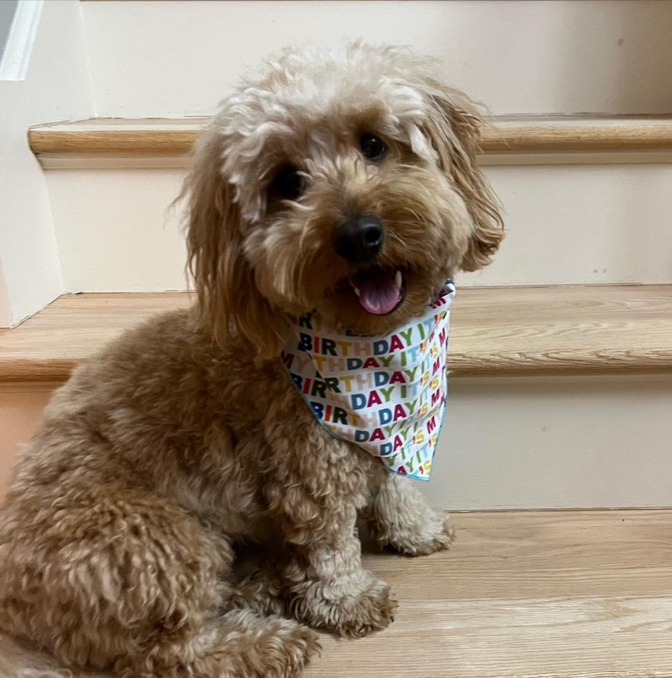 Mini Goldendoodle Being Cute