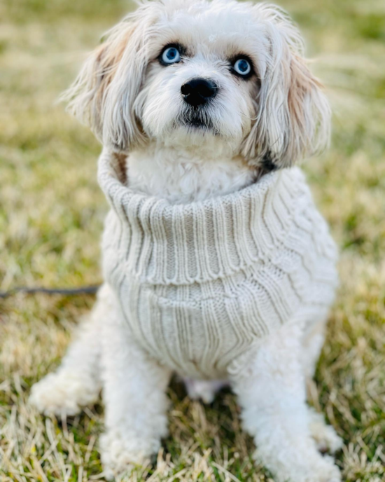 Funny Aussiechon Designer Pup