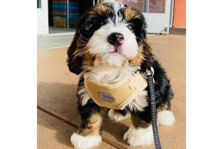 Funny Mini Bernedoodle Poodle Mix Pup