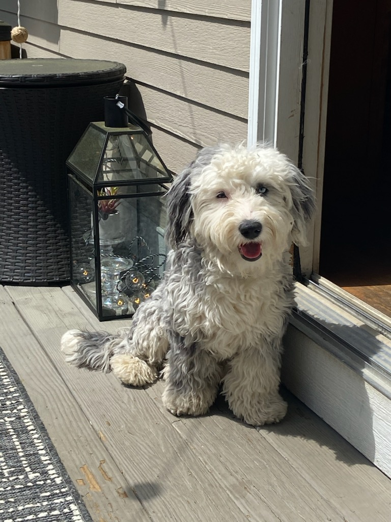 Mini Sheepadoodle Pup Being Cute