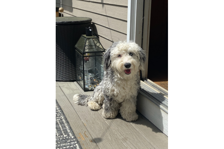 Mini Sheepadoodle Pup Being Cute