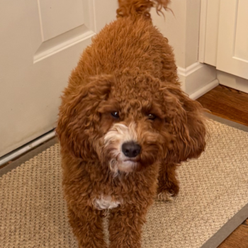 Cute Mini Irish Doodle Pup in