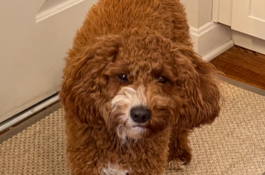 Cute Mini Irish Doodle Pup in