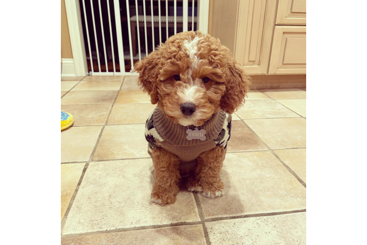 Mini Goldendoodle Pup Being Cute