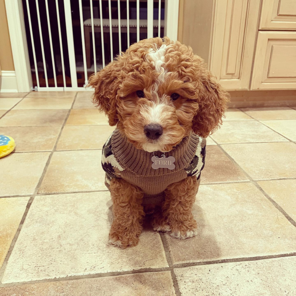 Happy Mini Goldendoodle Pup in Franklin Lakes NJ