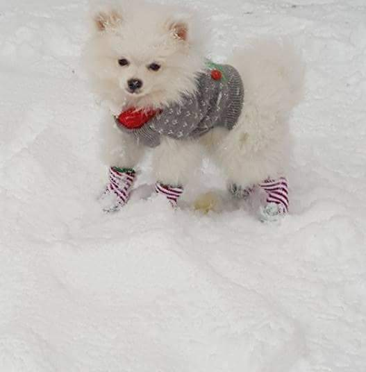 Funny Pomeranian Purebred Pup