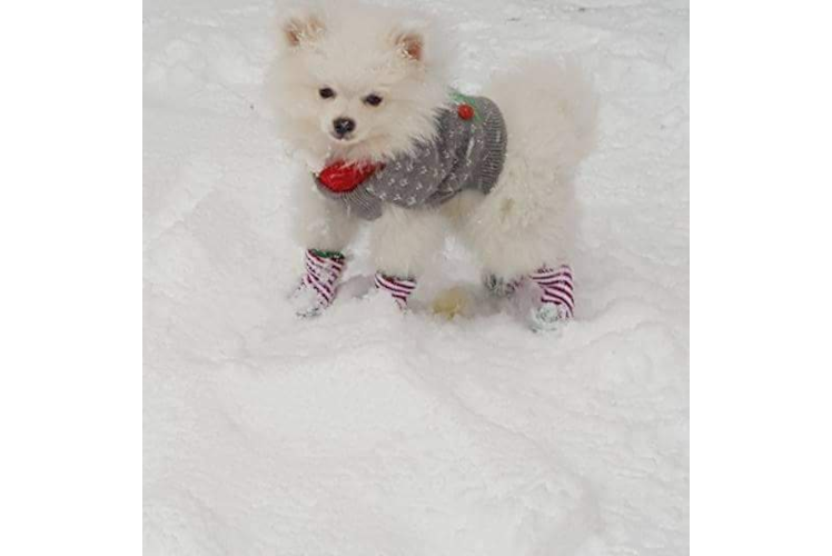 Funny Pomeranian Purebred Pup