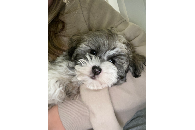 Smart Havanese Purebred Puppy