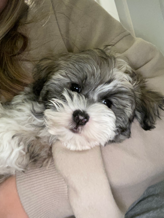 Havanese Being Cute