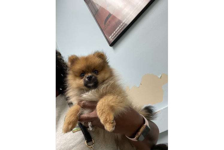 Pomeranian Puppy for Adoption