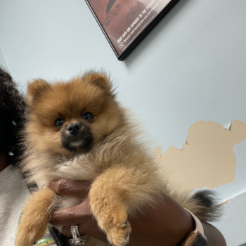 Funny Pomeranian Purebred Pup