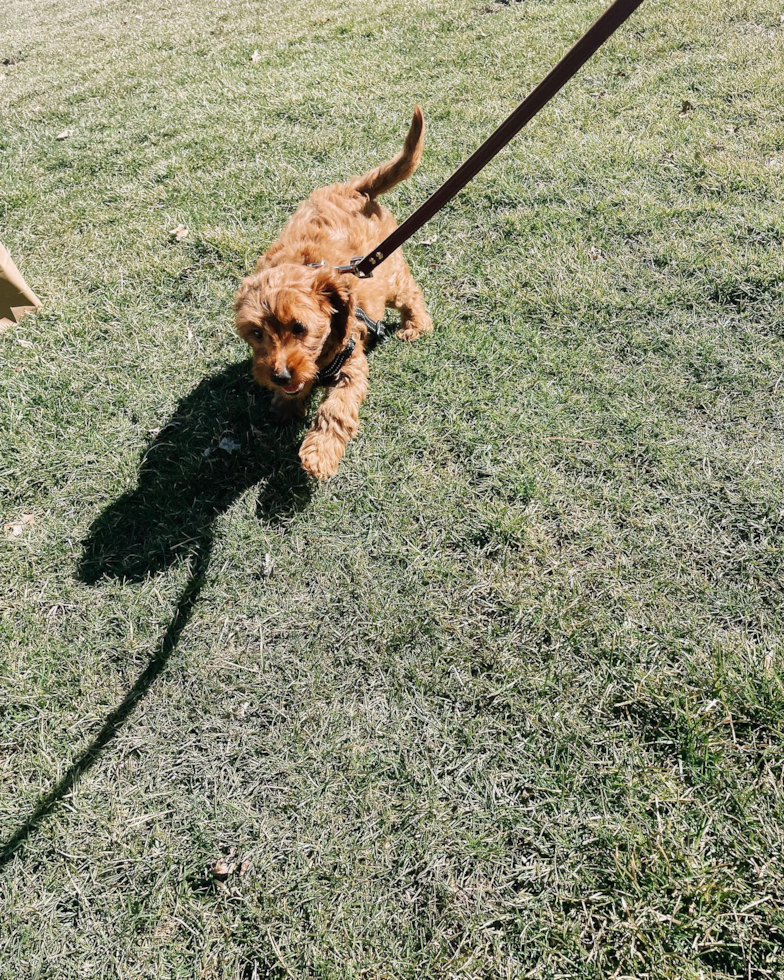 Energetic Golden Retriever Poodle Mix Pup