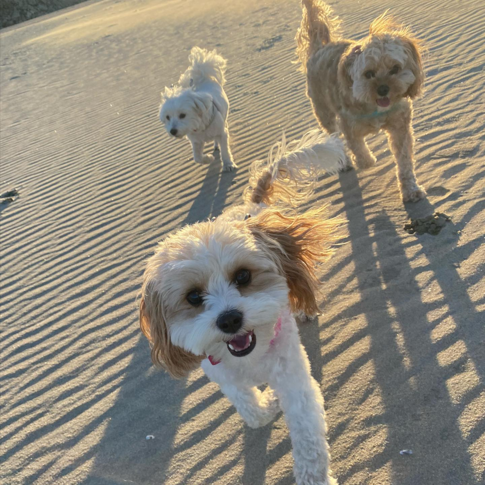 Small Cavachon Pup