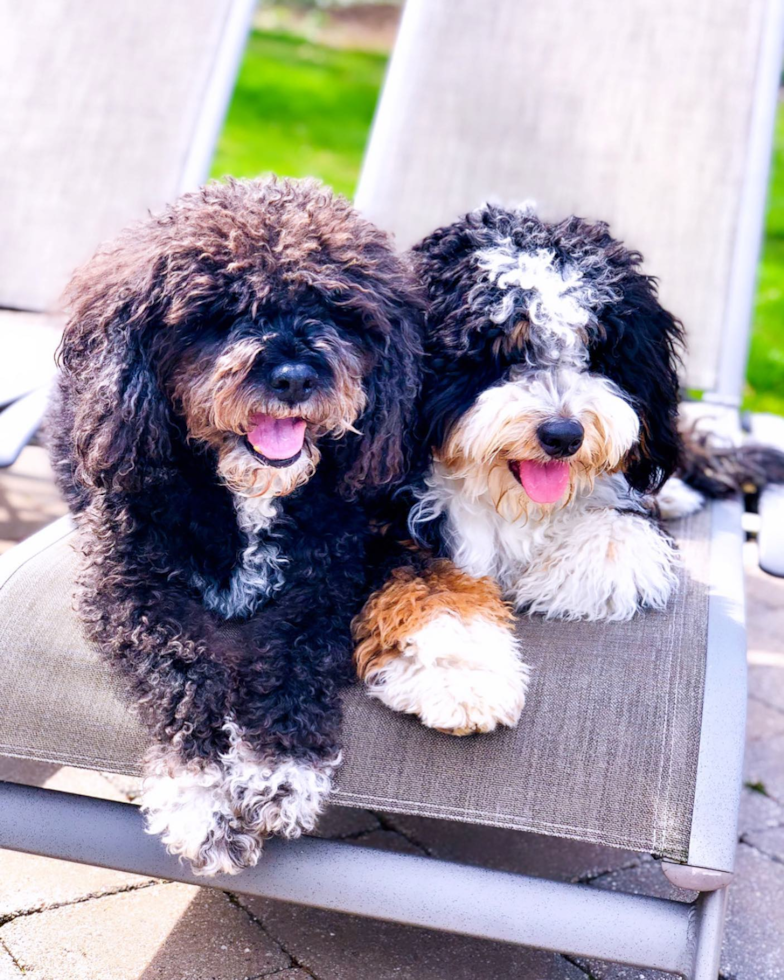 BLOOMFIELD HILLS Mini Bernedoodle Pup