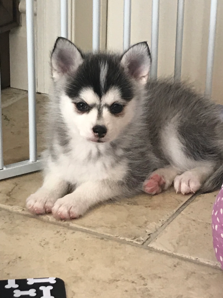 Staten Island Pomsky Pup