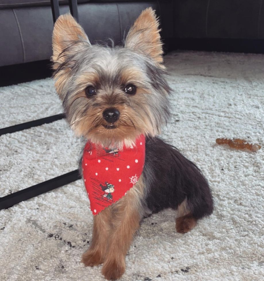 Yorkshire Terrier Being Cute