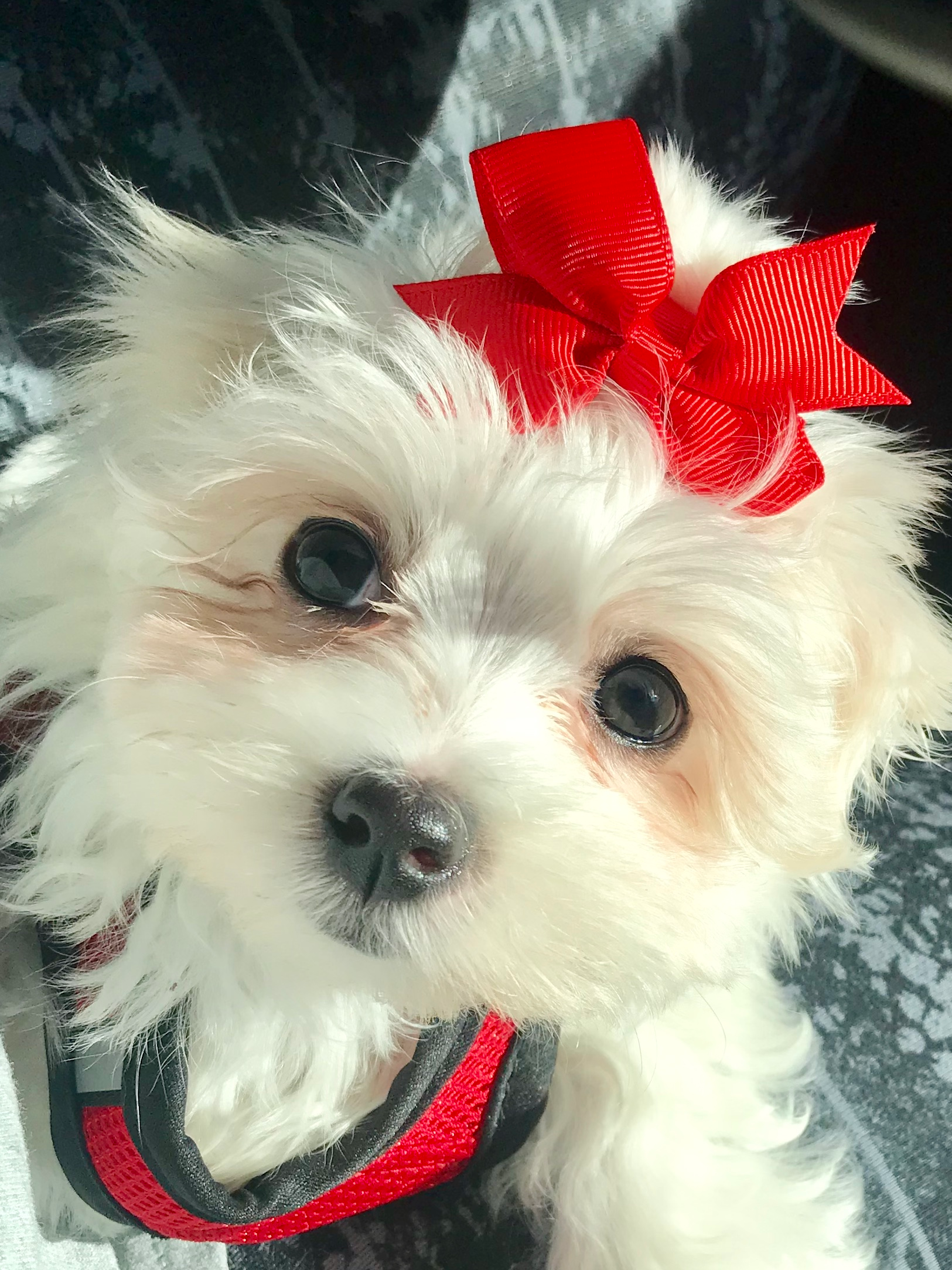 Best Maltese Baby