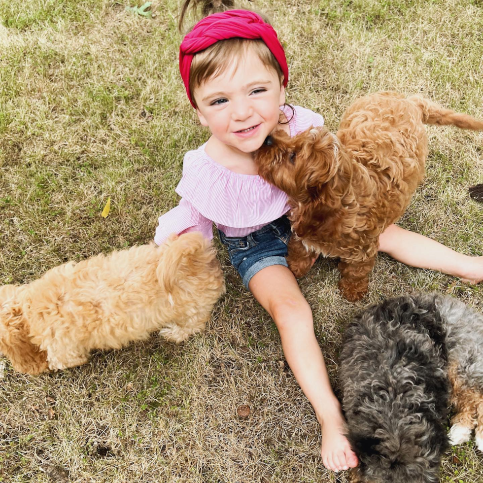 Cute Cavapoo Pup