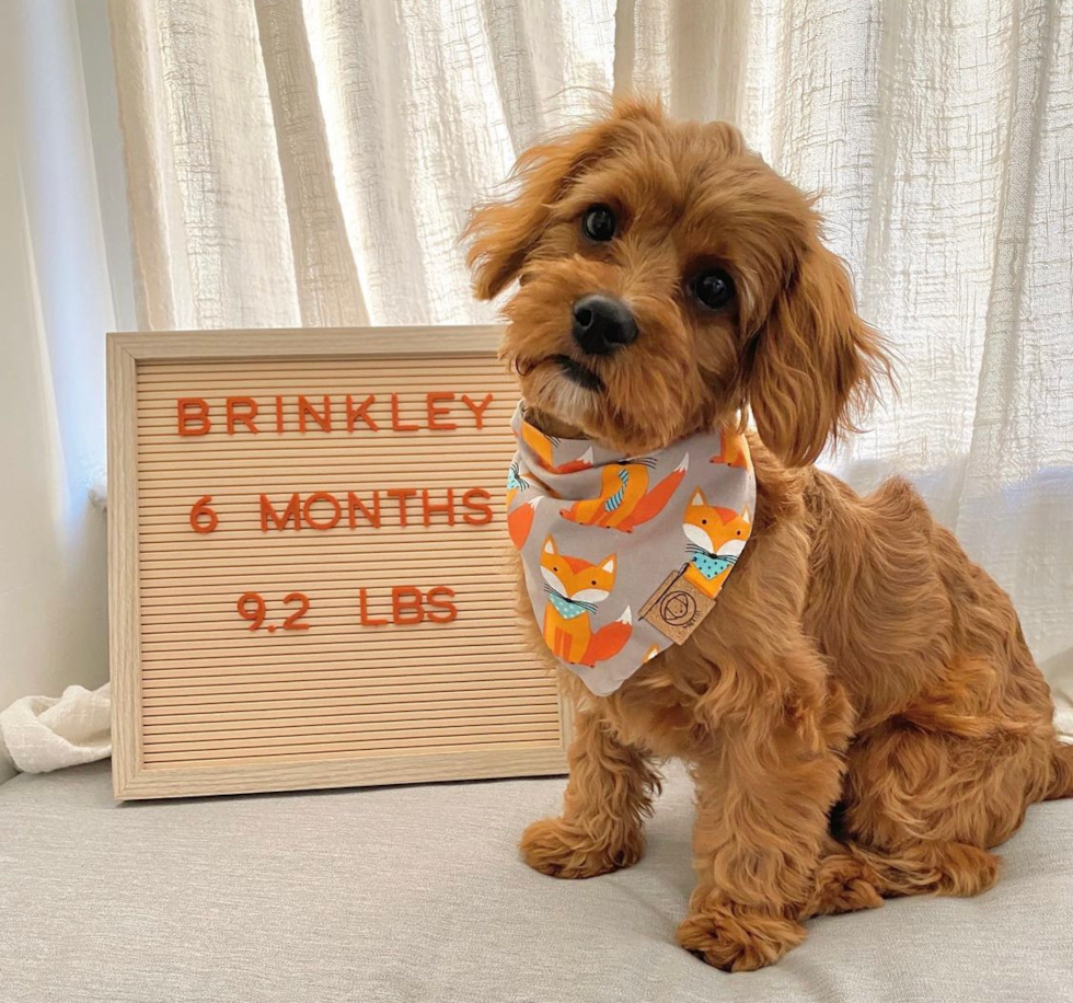 New York Cavapoo Pup