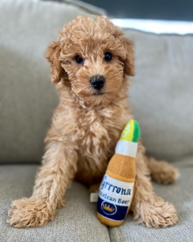 Energetic Golden Retriever Poodle Mix Pup