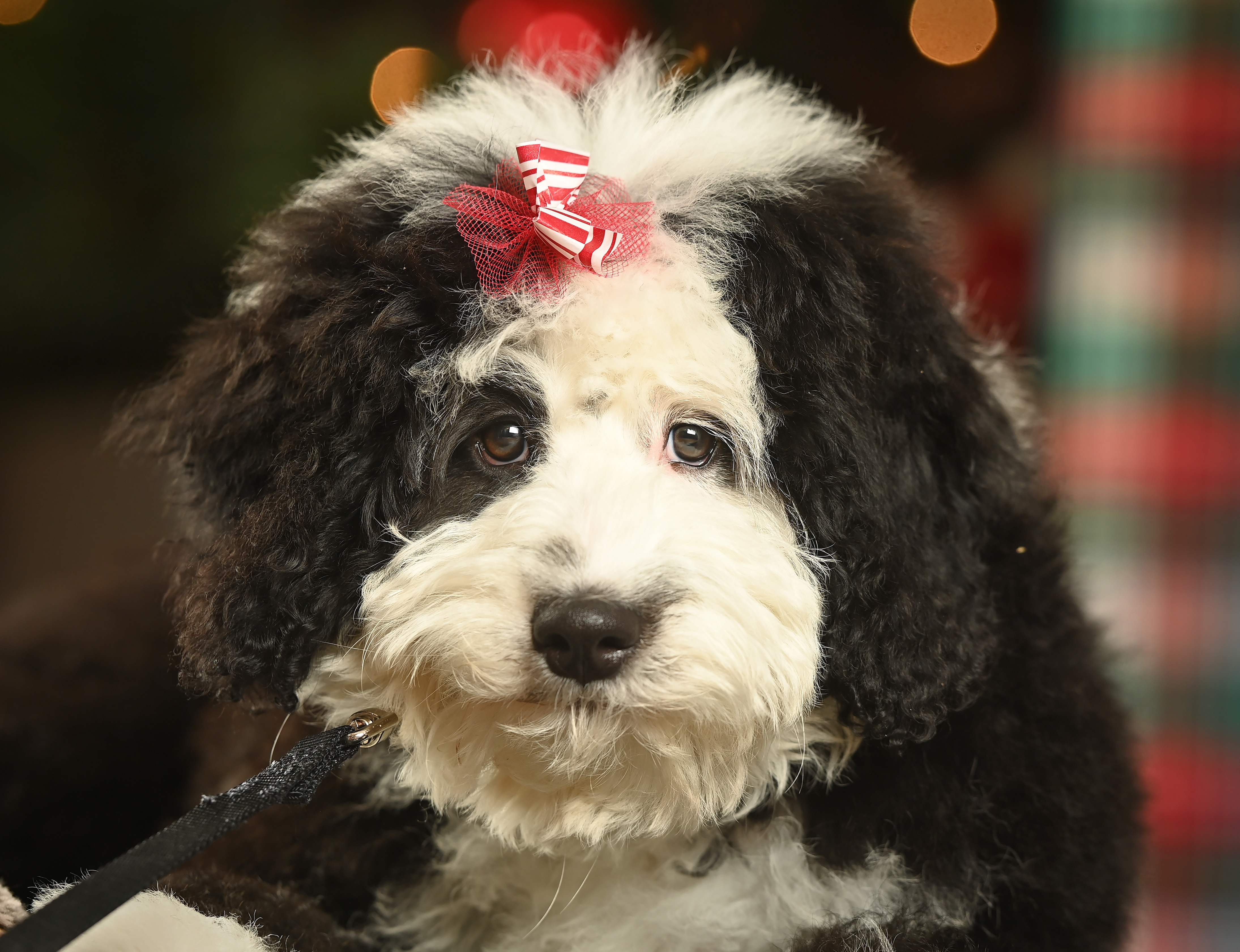 Mini Bernedoodle Pup Being Cute