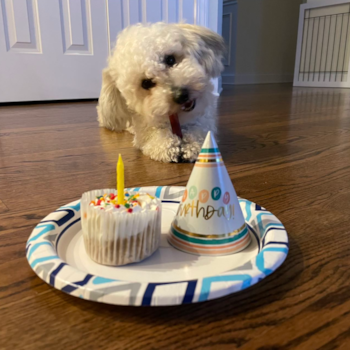 Adorable Bichpoo Poodle Mix Pup