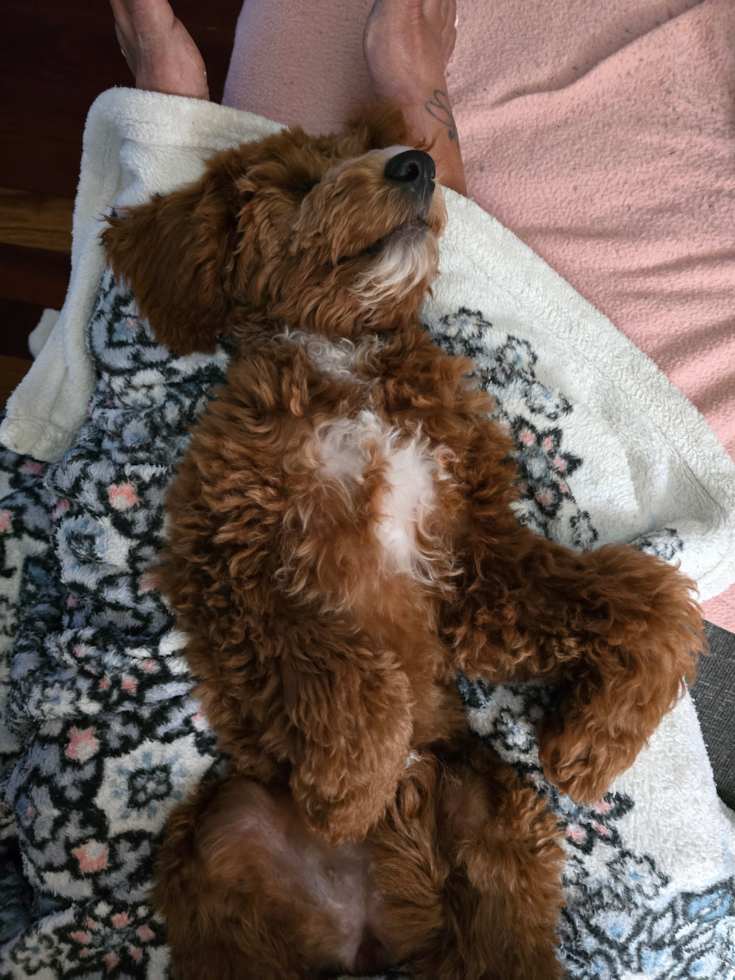 Friendly Mini Goldendoodle Pup