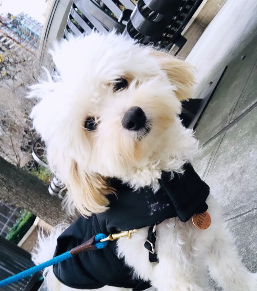 Cute Maltipoo Pup