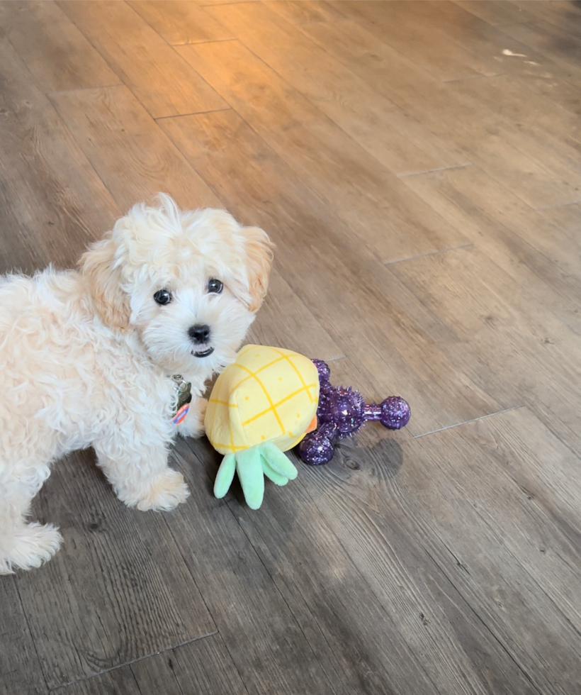 Maltipoo Being Cute