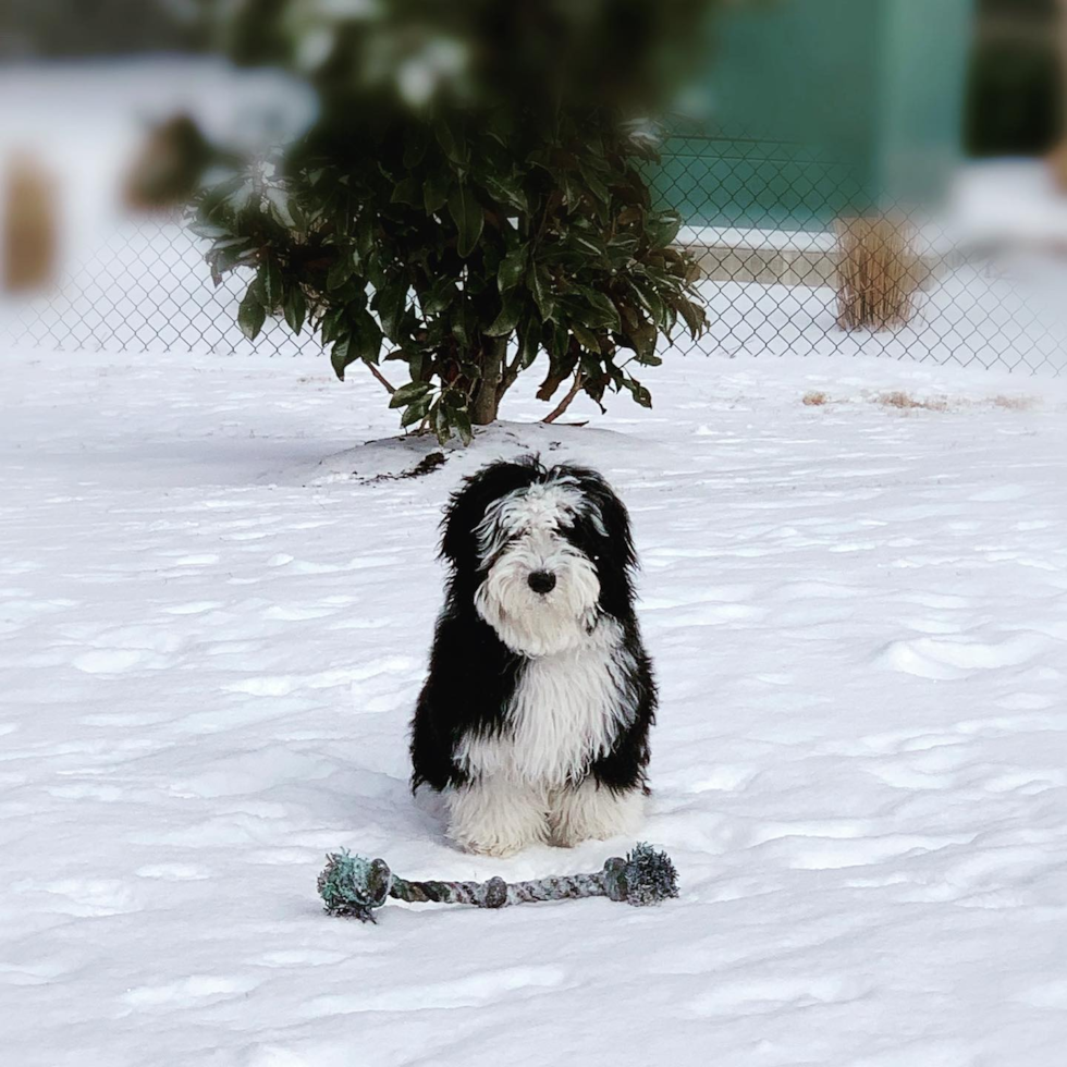 Fluffy Mini Sheepadoodle Poodle Mix Pup