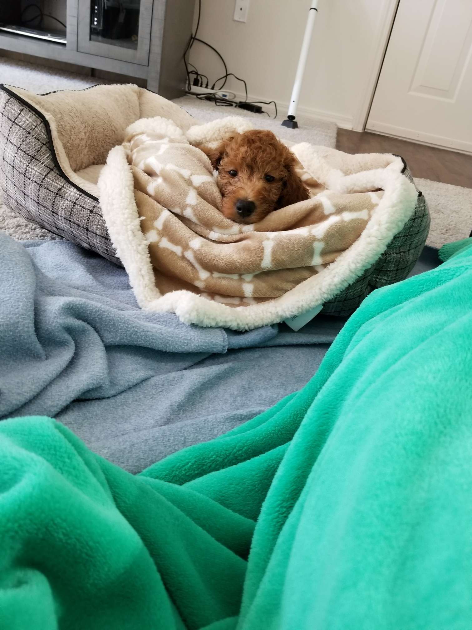Mini Goldendoodle Pup Being Cute