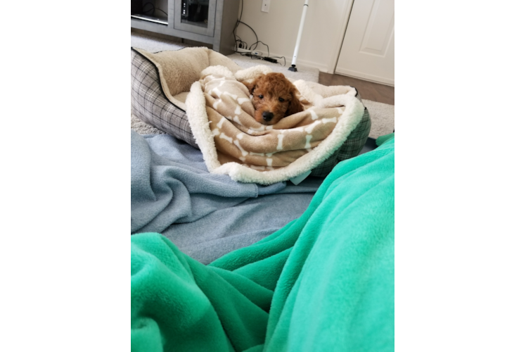 Mini Goldendoodle Pup Being Cute