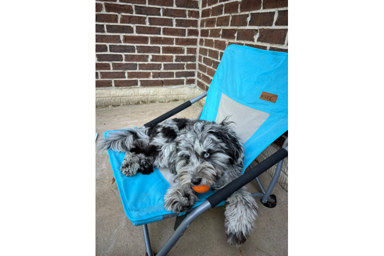 Happy Mini Sheepadoodle Baby