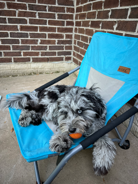 Mini Sheepadoodle