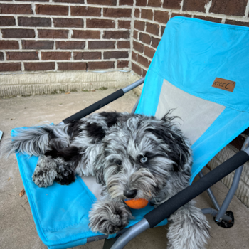 Hypoallergenic Sheep a Poo Poodle Mix Pup