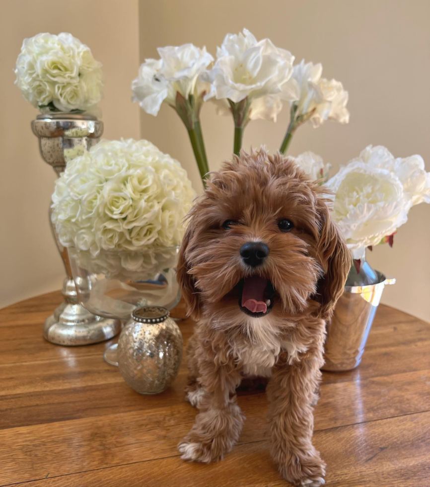 Philadelphia Cavapoo Pup