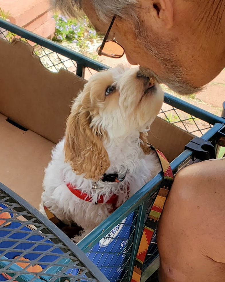 Cockapoo Being Cute