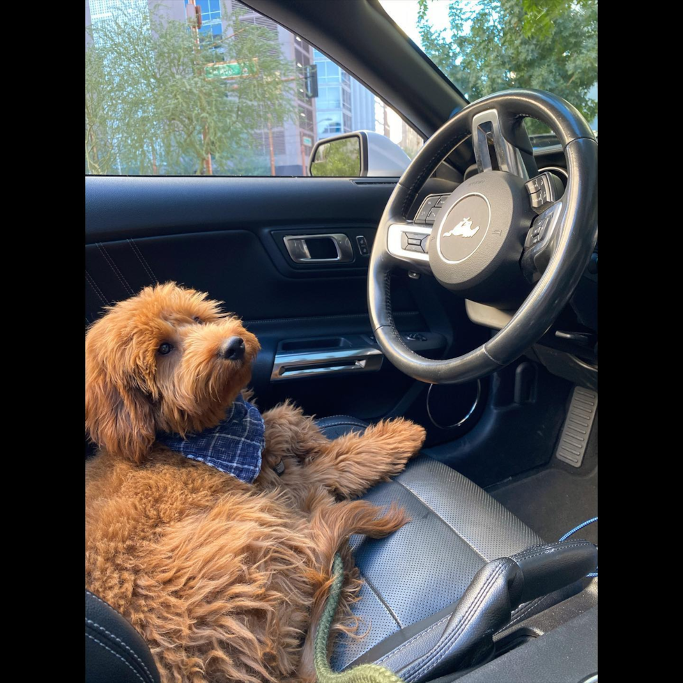 Mini Goldendoodle Being Cute