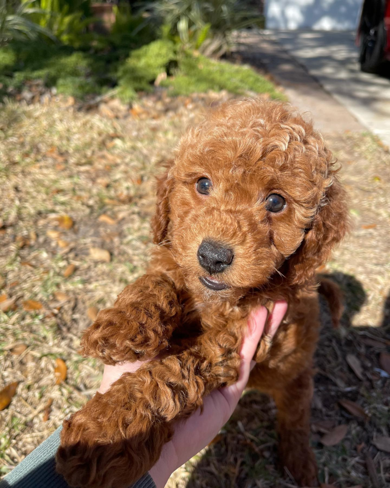 Mini Goldendoodle Being Cute