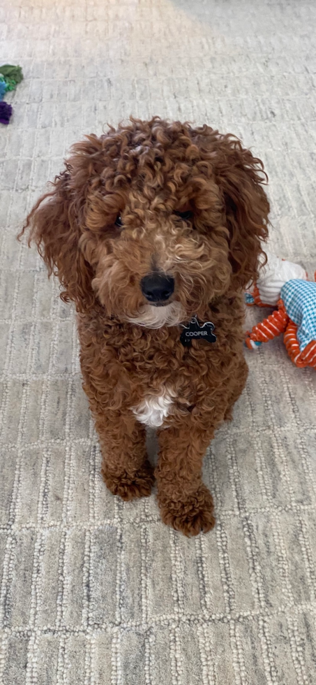 Mini Goldendoodle Pup