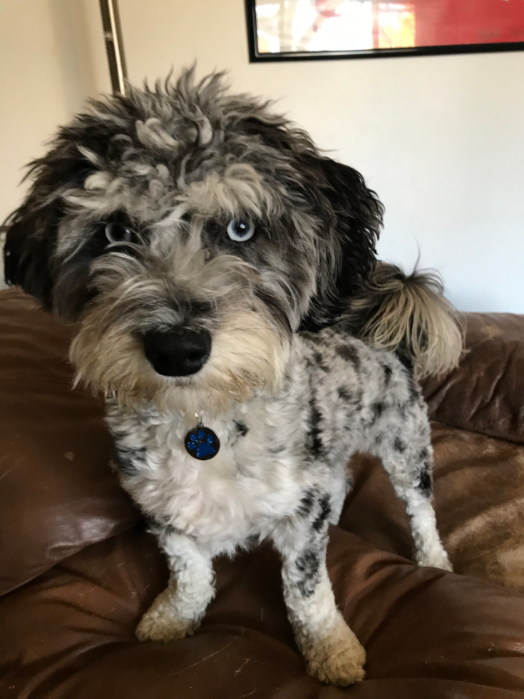 Happy Aussiechon Pup