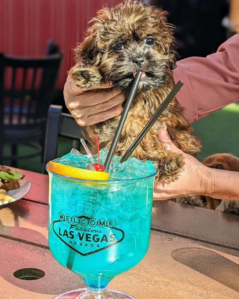 Happy Shih Poo Pup