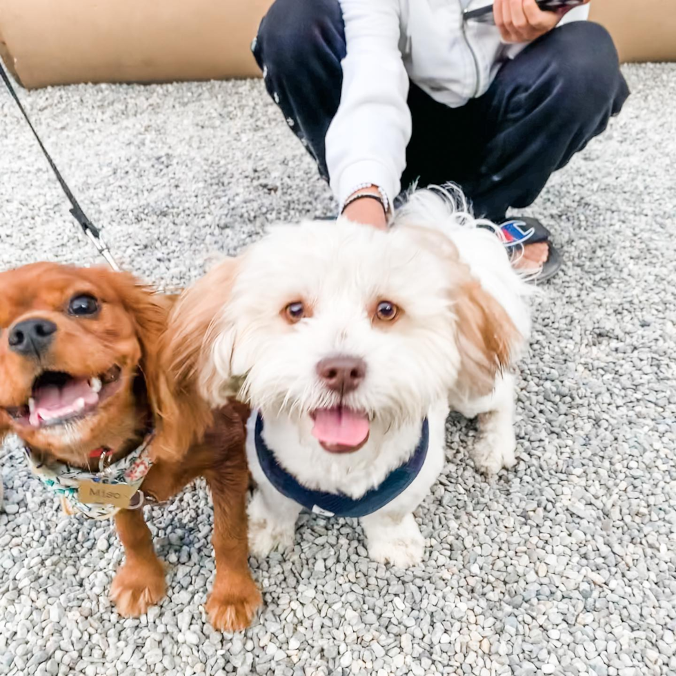 Fort Lee Cavalier King Charles Spaniel Pup