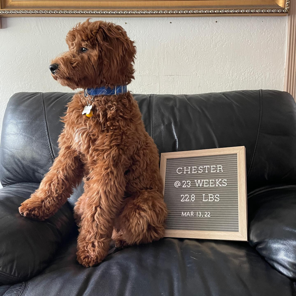 South San Francisco Mini Goldendoodle Pup