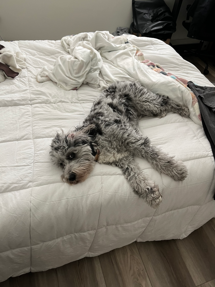 Hypoallergenic Aussiepoo Poodle Mix Pup