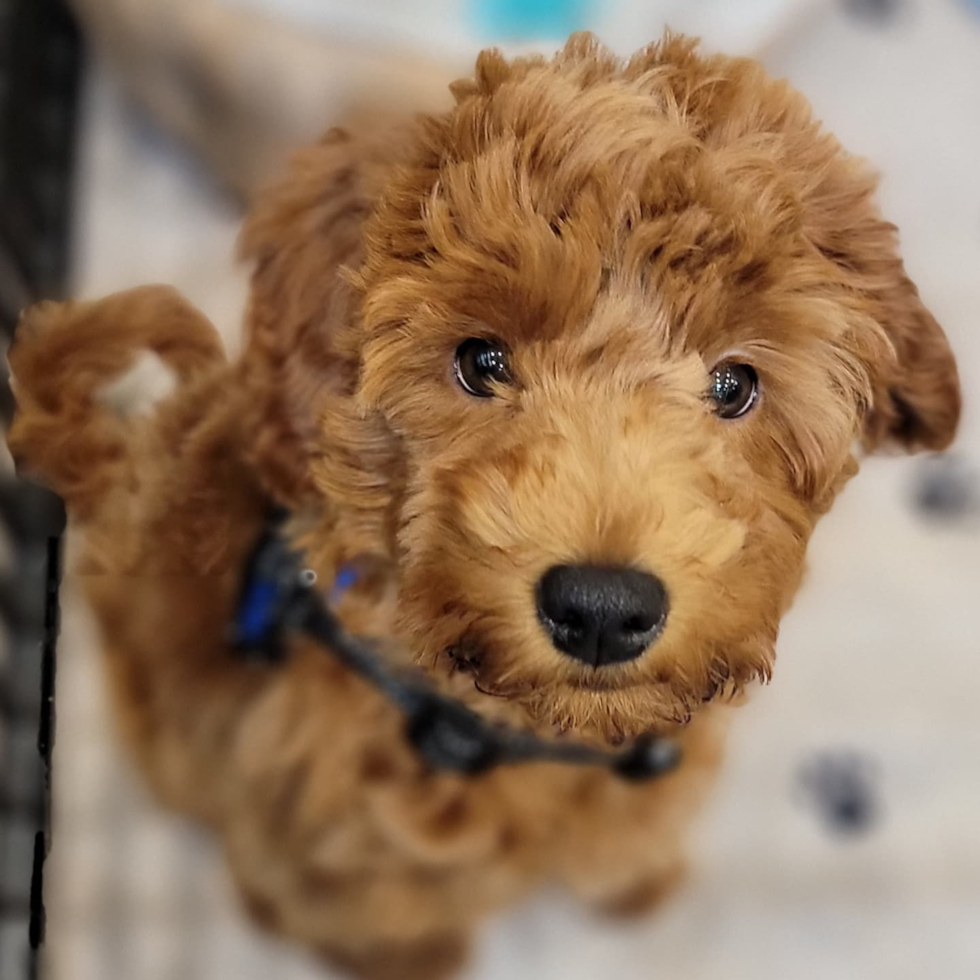 Energetic Golden Retriever Poodle Mix Pup