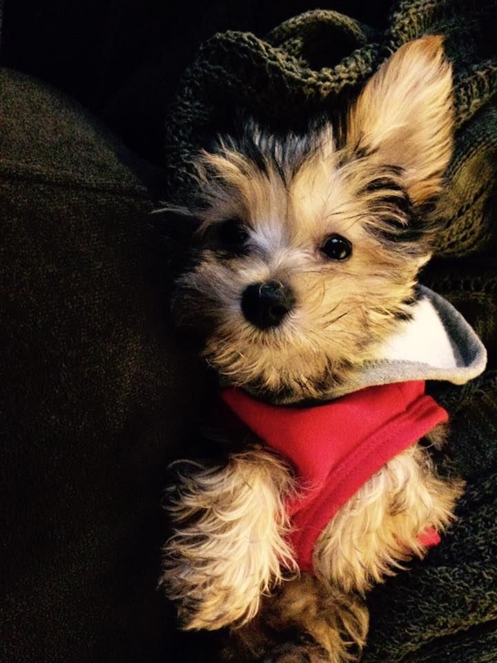 Morkie Puppy for Adoption
